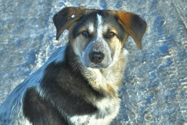 Portrait Mongrel Puppy White Snow — Fotografia de Stock