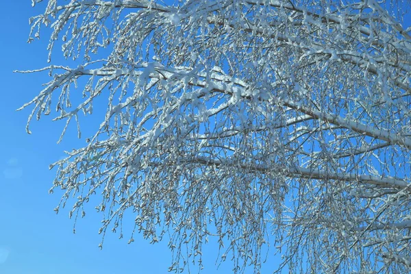 Thin Birch Branches Blue Sky Background Winter Day — Fotografie, imagine de stoc