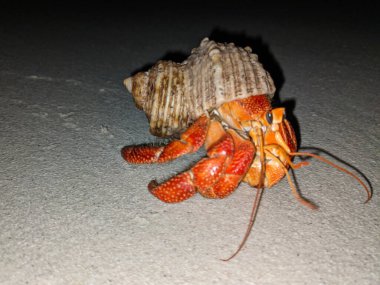 Maldivler 'de bir sahilde kabuklu kırmızı keşiş yengeci.