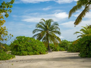 Maldivler tropikal adalar panoramik manzara, cennet gibi plaj palmiyesi bitkisi ve temiz su Hint okyanusu denizi, turist tatil beldesi