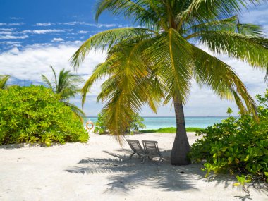 Maldivler tropikal adalar panoramik manzara, cennet gibi plaj palmiyesi bitkisi ve temiz su Hint okyanusu denizi, turist tatil beldesi