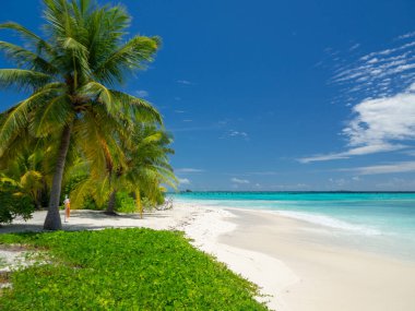 Maldivler tropikal adalar panoramik manzara, cennet gibi plaj palmiyesi bitkisi ve temiz su Hint okyanusu denizi, turist tatil beldesi