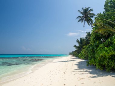 Maldivler tropikal adalar panoramik manzara, cennet gibi plaj palmiyesi bitkisi ve temiz su Hint okyanusu denizi, turist tatil beldesi