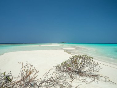 Maldivler tropikal adalar panoramik manzara, cennet gibi plaj palmiyesi bitkisi ve temiz su Hint okyanusu denizi, turist tatil beldesi