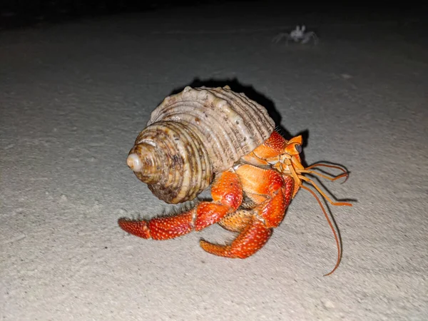 Maldivler 'de bir sahilde kabuklu kırmızı keşiş yengeci.