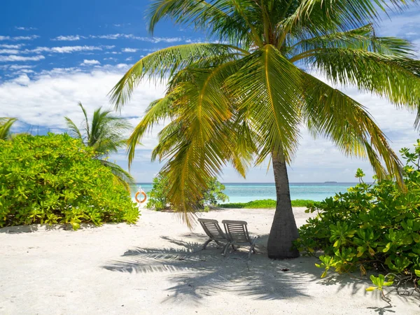 Maldivler tropikal adalar panoramik manzara, cennet gibi plaj palmiyesi bitkisi ve temiz su Hint okyanusu denizi, turist tatil beldesi