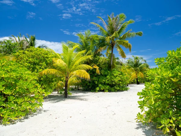 Maldives Tropical Islands Panoramic Scene Idyllic Beach Palm Tree Vegetation — Foto Stock
