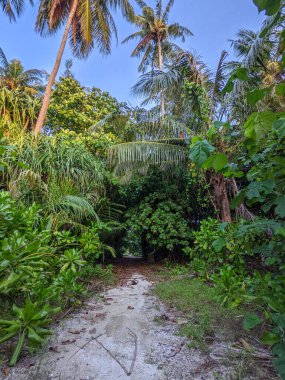Tropik orman yolu, hindistan cevizi ağaçları arasındaki yol, egzotik ada bitkisi. seyahat tatili