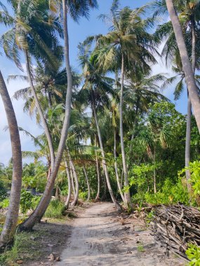 Tropik orman yolu, hindistan cevizi ağaçları arasındaki yol, egzotik ada bitkisi. seyahat tatili