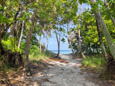 Tropik orman yolu, hindistan cevizi ağaçları arasındaki yol, egzotik ada bitkisi. seyahat tatili