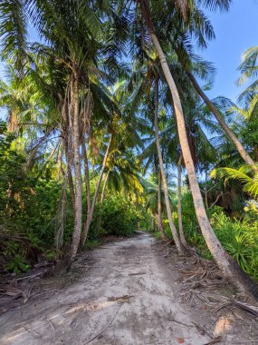 Tropik orman yolu, hindistan cevizi ağaçları arasındaki yol, egzotik ada bitkisi. seyahat tatili