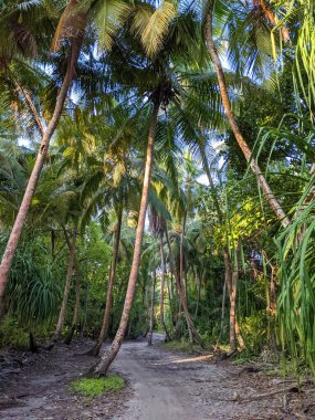 Tropik orman yolu, hindistan cevizi ağaçları arasındaki yol, egzotik ada bitkisi. seyahat tatili