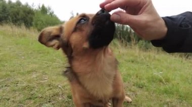 Dışarıda küçük bir köpekle oyna.