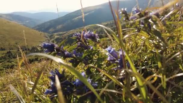 Autumn mountain landscape with blue sky — Stock Video