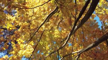 Sarı yaprakları ve parlak mavi gökyüzü olan ağaç tepelerinin dönen manzarası 