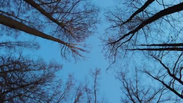 Vista giratoria desde abajo en la corona del bosque desnudo y el cielo azul — Vídeos de Stock