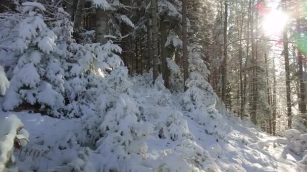 Winterbergbos met sneeuwbedekking en zonnestralen — Stockvideo