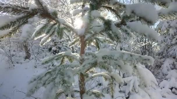 Árvore de abeto no inverno com cobertura de neve e raios solares — Vídeo de Stock