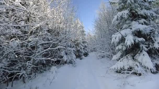 Winterlicher Bergwald mit Schneedecke und Sonnenstrahlen — Stockvideo