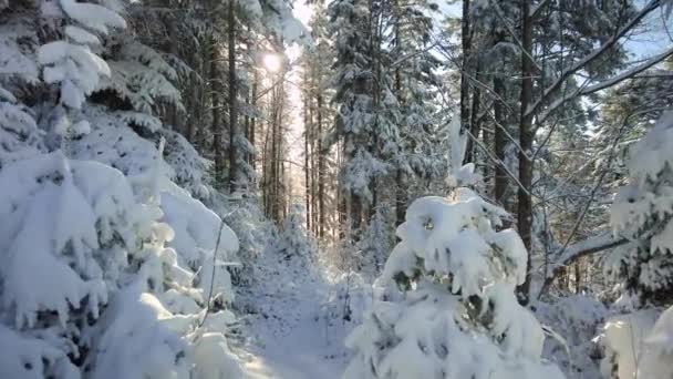 Winterlicher Bergwald mit Schneedecke und Sonnenstrahlen — Stockvideo