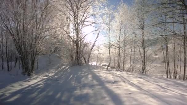 Wandern in der Nähe des Winterflusses an einem sonnigen Morgen. Stille in der Natur — Stockvideo