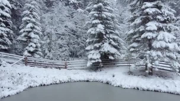 Vintersnö i naturen. Skog täckt med snö — Stockvideo