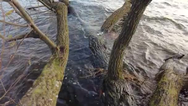 Big damaged old tree in the water — Stock Video