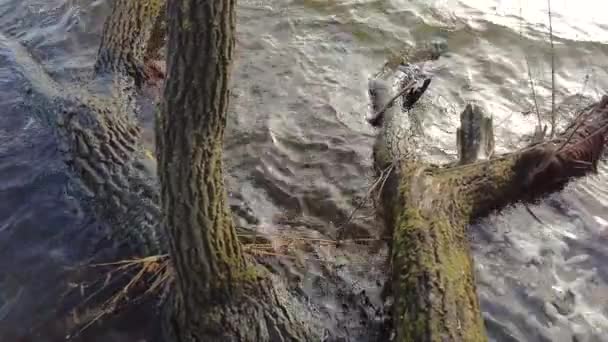 Μεγάλο κατεστραμμένο γέρικο δέντρο στο νερό — Αρχείο Βίντεο