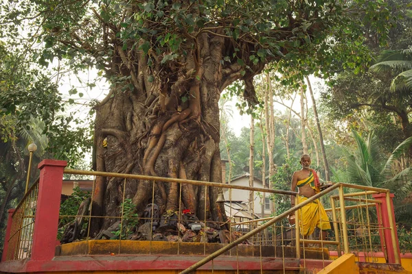 Árbol banyan sagrado hindú en la ciudad de Gokarna — Foto de Stock
