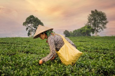 Vietnam kadın çay yaprakları Sapa plantasyon içinde toplama