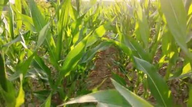 Mısır tarlasına daha yakından bak. Arka planda güneş ışınları ile yaprakların arasında hareket etmek