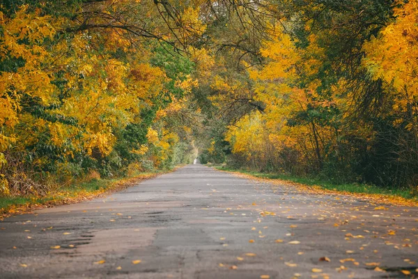 Güzel sonbahar ağaçları tüneli, sarı orman ve gün batımında manzara.