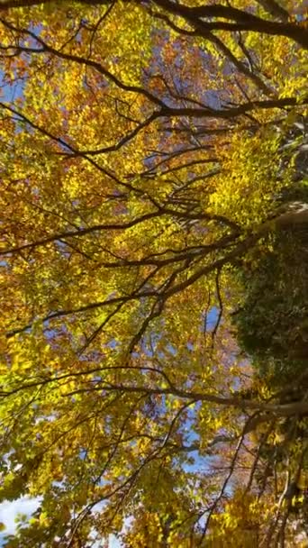 Вид Снизу Земли Крону Осеннего Леса Солнечном Свете Эффект Вращения — стоковое видео