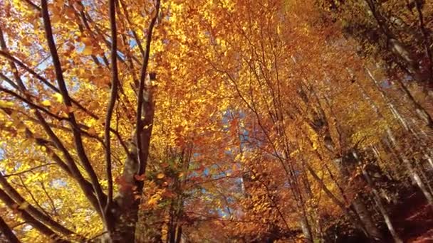 Вид Снизу Земли Крону Осеннего Леса Солнечном Свете Эффект Прядения — стоковое видео