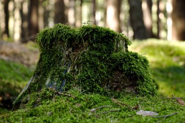 Ağaçların gövdesinde yosun var.