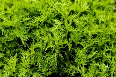Artemisia Abrotanum bitkisini kapat