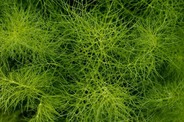 Foeniculum vulgare bitkisi - yeşil doku