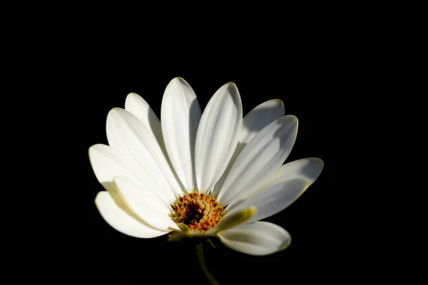 White Cape Daisy Osteospermum Ecklonis Flower Head Black Background — Stock Photo, Image