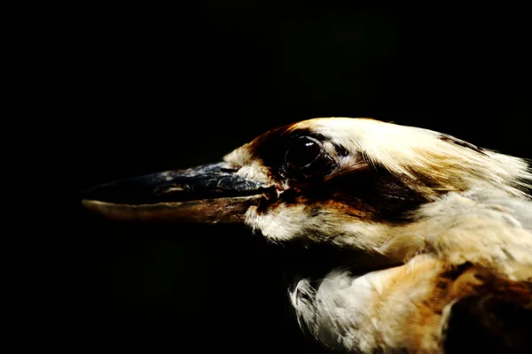 Крупный План Dacelo Novaeguineae Портрет Птицы Черном Фоне — стоковое фото