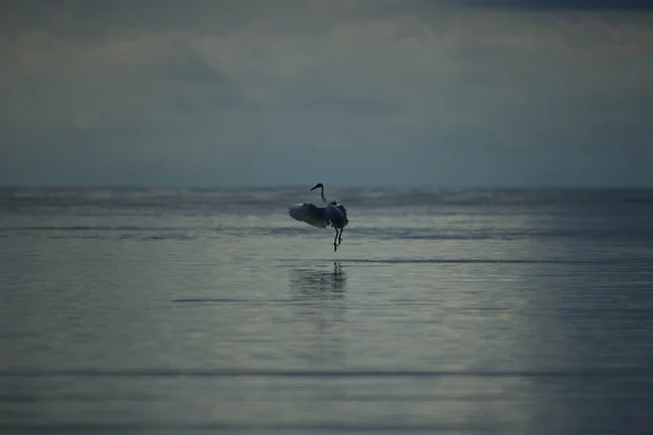 Little Egret bird jumping in the water - cloudy background - Egret garzetta