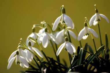 Sarı zemin üzerinde beyaz kar damlaları