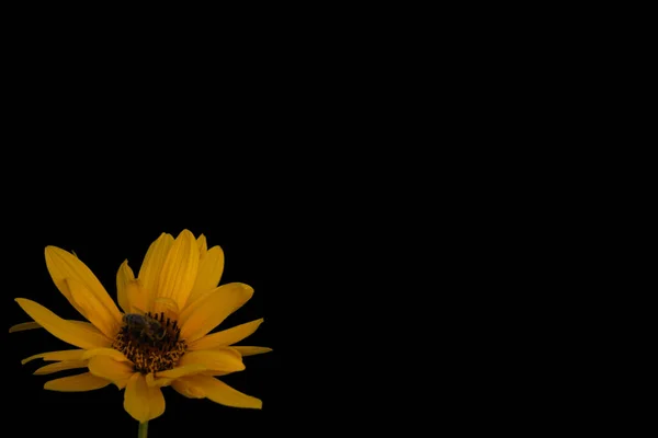 Helianthus Sunflower Yellow Flower Bee Black Background — Stock Photo, Image