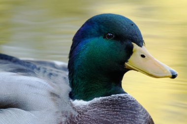 # Mallard Duck 'a yaklaş # Anas platyrhynchos