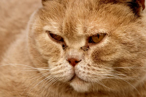 Close Fluffy Red Cat Looking Angry — Stock Photo, Image