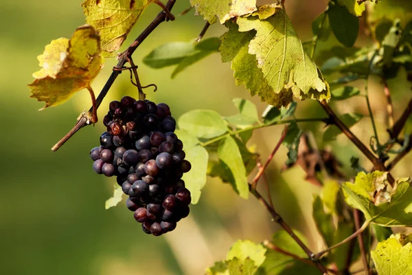 Primer Plano Uvas Rojas Colgando Una Rama Con Follaje Verde — Foto de Stock