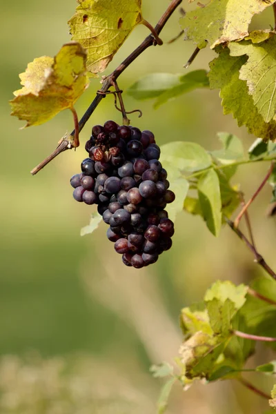 Uvas Rojas Que Cuelgan Viñedo Vertical — Foto de Stock