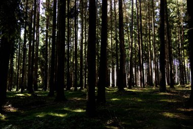 Ormanın derinliklerinde - vahşi orman