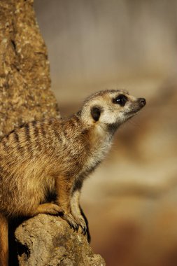 Meerkat Suricate bir kayanın üzerinde oturuyor - dikey