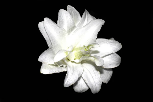 Siyah izole edilmiş arka planda beyaz Lily