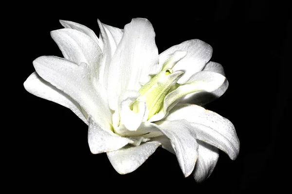White Lily Black Isolated Background — Stock Photo, Image